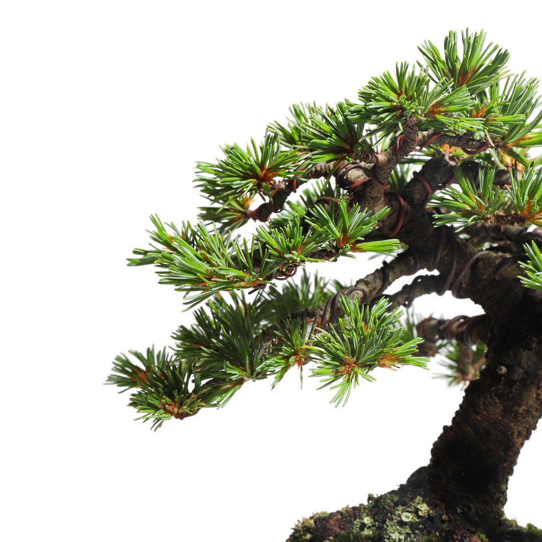 五葉松 -Japanese white pine- （推定樹齢40年）-M0018-｜TRADMAN'S